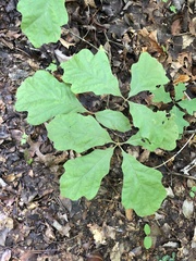 Quercus marilandica marilandica