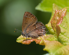 Callophrys gryneus rosneri