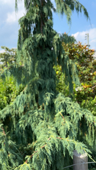Cupressus nootkatensis