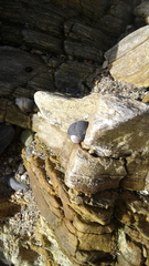 Nerita atramentosa
