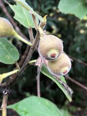 Ficus erecta beecheyana