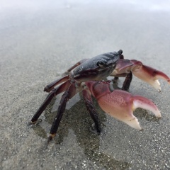 Pachygrapsus crassipes