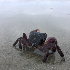 Pachygrapsus crassipes