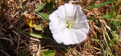 Convolvulus arvensis