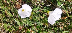 Convolvulus arvensis