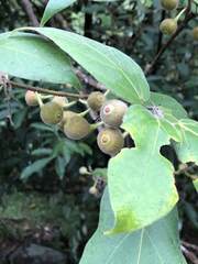 Ficus erecta beecheyana