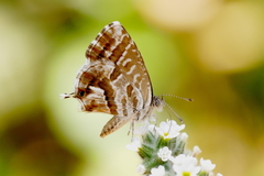 Cacyreus marshalli