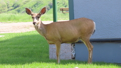 Odocoileus hemionus