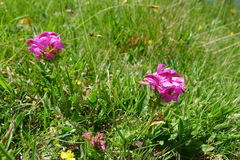 Pedicularis pyrenaica