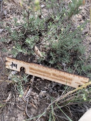 Chrysothamnus depressus