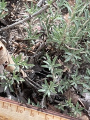 Chrysothamnus depressus