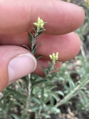 Chrysothamnus depressus