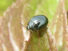 Phaedon armoraciae