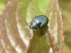 Phaedon armoraciae