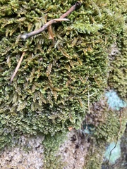 Saccogyna viticulosa