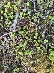 Salix herbacea