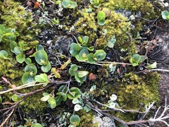 Salix herbacea