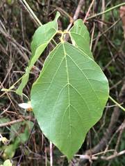 Pueraria montana lobata