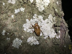 Graptopsaltria nigrofuscata