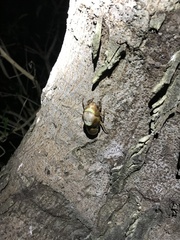 Graptopsaltria nigrofuscata