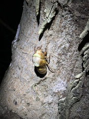 Graptopsaltria nigrofuscata