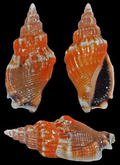 Canarium erythrinum