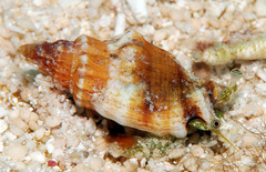 Canarium erythrinum