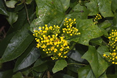 Delairea odorata