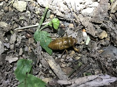 Graptopsaltria nigrofuscata