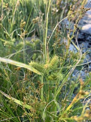 Carex cryptolepis