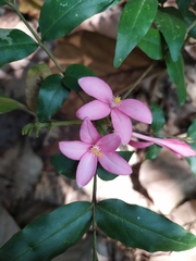 Ardisia cornudentata