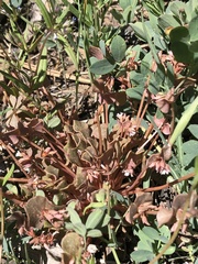Claytonia rubra rubra