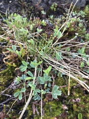 Sibbaldia procumbens