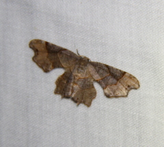 Calledapteryx dryopterata