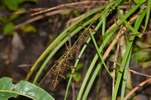 Carex pyramidalis