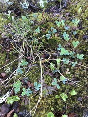 Sibbaldia procumbens