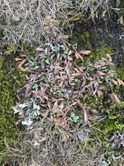 Sibbaldia procumbens