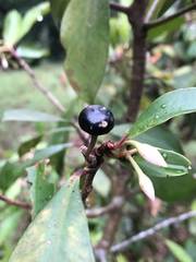 Ardisia squamulosa