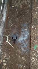 Tliltocatl epicureanus