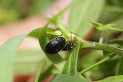 Adomerus biguttatus