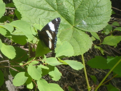 Limenitis arthemis rubrofasciata