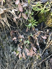 Sibbaldia procumbens