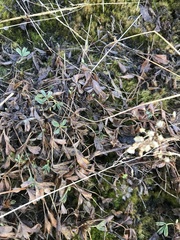 Sibbaldia procumbens