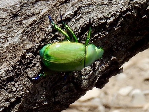 Wood's Jewel Scarab photo 4