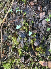 Sibbaldia procumbens