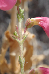 Penstemon floridus