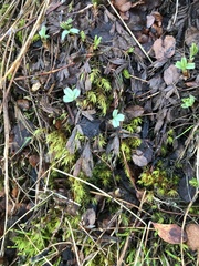 Sibbaldia procumbens