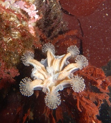 Haliclystus sanjuanensis