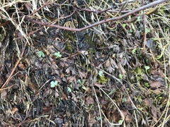 Sibbaldia procumbens