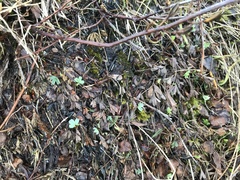 Sibbaldia procumbens